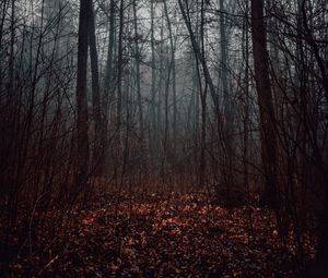 Preview wallpaper forest, fog, trees, autumn, nature