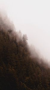 Preview wallpaper forest, fog, trees, pines, conifer