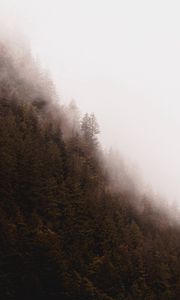 Preview wallpaper forest, fog, trees, pines, conifer