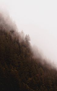 Preview wallpaper forest, fog, trees, pines, conifer