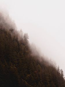 Preview wallpaper forest, fog, trees, pines, conifer