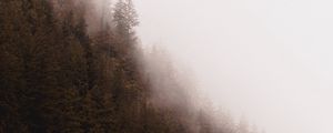 Preview wallpaper forest, fog, trees, pines, conifer