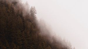 Preview wallpaper forest, fog, trees, pines, conifer