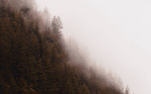 Preview wallpaper forest, fog, trees, pines, conifer