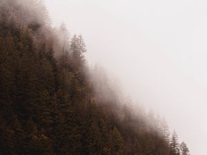 Preview wallpaper forest, fog, trees, pines, conifer