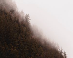 Preview wallpaper forest, fog, trees, pines, conifer