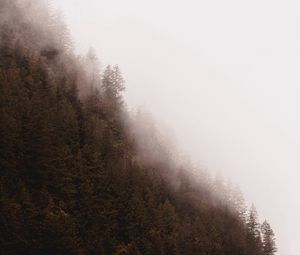 Preview wallpaper forest, fog, trees, pines, conifer