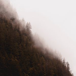 Preview wallpaper forest, fog, trees, pines, conifer