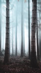 Preview wallpaper forest, fog, trees, haze, nature