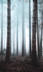 Preview wallpaper forest, fog, trees, haze, nature