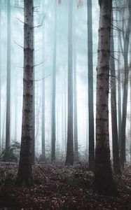 Preview wallpaper forest, fog, trees, haze, nature