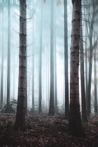 Preview wallpaper forest, fog, trees, haze, nature