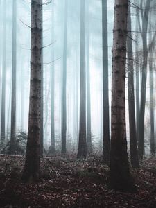 Preview wallpaper forest, fog, trees, haze, nature