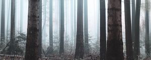 Preview wallpaper forest, fog, trees, haze, nature