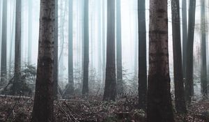 Preview wallpaper forest, fog, trees, haze, nature