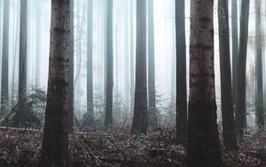 Preview wallpaper forest, fog, trees, haze, nature