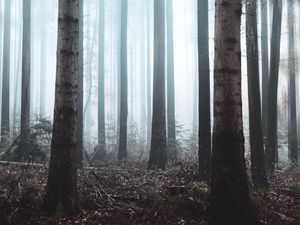 Preview wallpaper forest, fog, trees, haze, nature