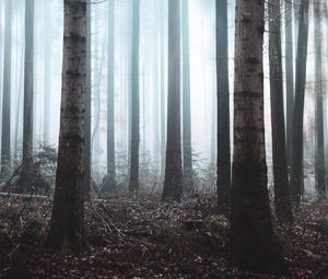 Preview wallpaper forest, fog, trees, haze, nature