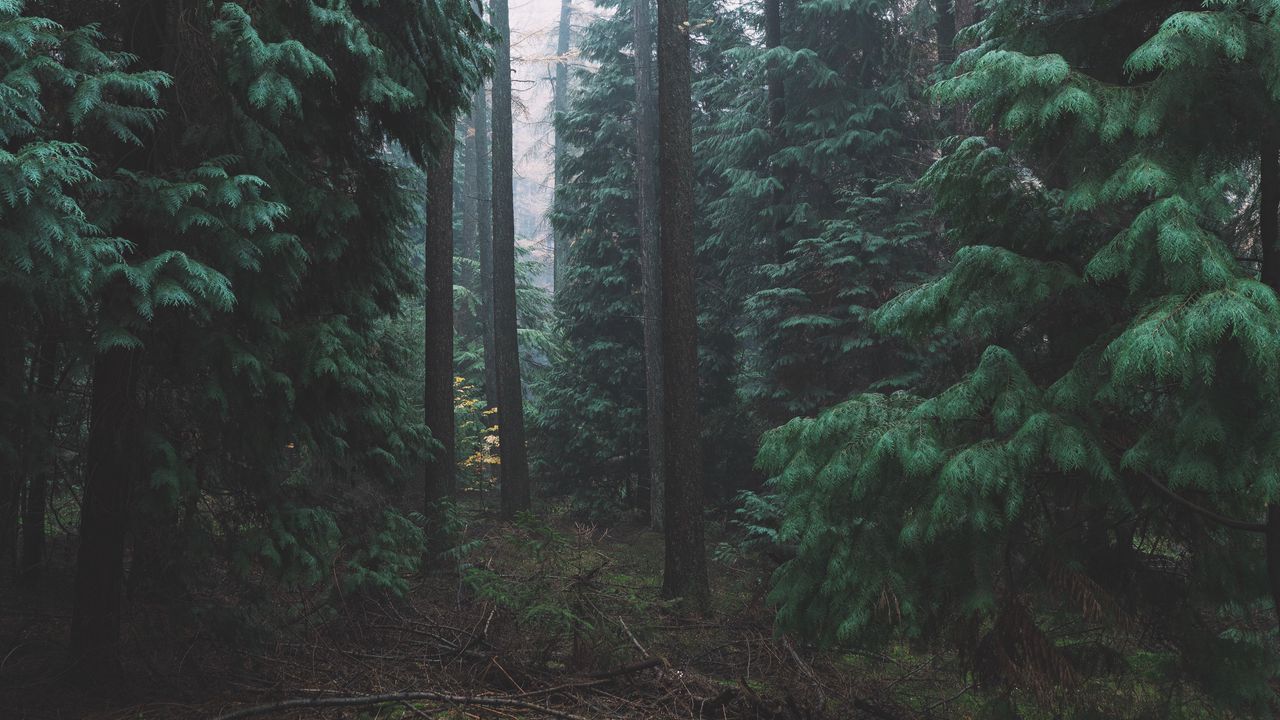 Wallpaper forest, fog, trees, conifer