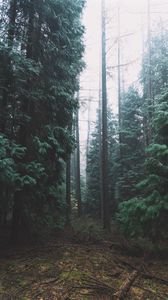 Preview wallpaper forest, fog, trees, conifer