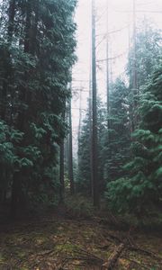 Preview wallpaper forest, fog, trees, conifer