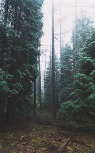 Preview wallpaper forest, fog, trees, conifer