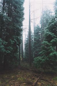 Preview wallpaper forest, fog, trees, conifer