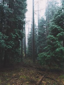 Preview wallpaper forest, fog, trees, conifer