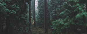 Preview wallpaper forest, fog, trees, conifer