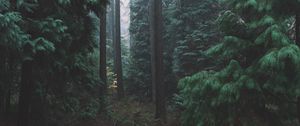 Preview wallpaper forest, fog, trees, conifer