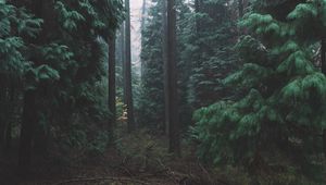 Preview wallpaper forest, fog, trees, conifer