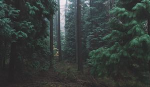 Preview wallpaper forest, fog, trees, conifer