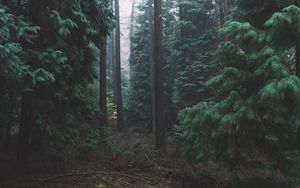 Preview wallpaper forest, fog, trees, conifer