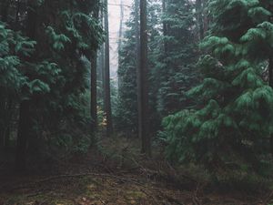 Preview wallpaper forest, fog, trees, conifer