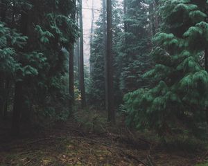 Preview wallpaper forest, fog, trees, conifer