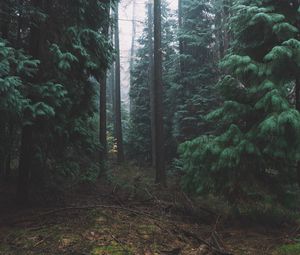 Preview wallpaper forest, fog, trees, conifer