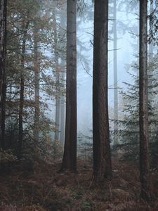 Preview wallpaper forest, fog, trees, nature, autumn