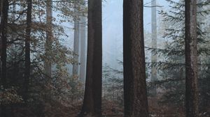 Preview wallpaper forest, fog, trees, nature, autumn