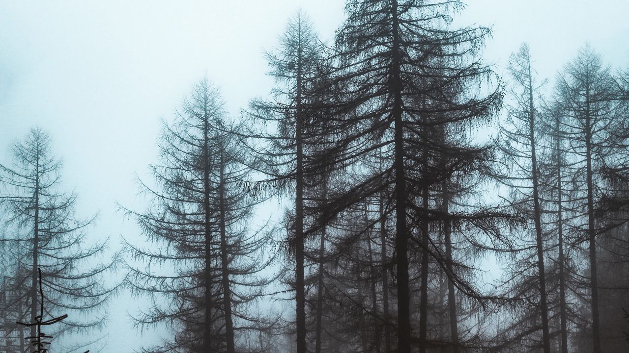 Wallpaper forest, fog, trees, pines, nature