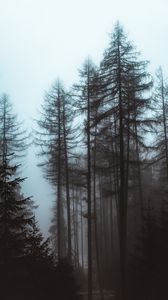 Preview wallpaper forest, fog, trees, pines, nature