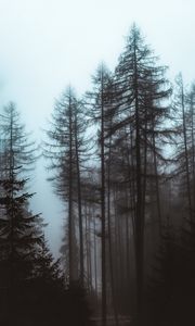 Preview wallpaper forest, fog, trees, pines, nature