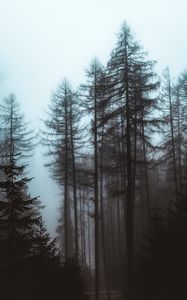 Preview wallpaper forest, fog, trees, pines, nature