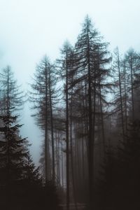 Preview wallpaper forest, fog, trees, pines, nature