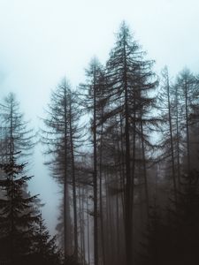 Preview wallpaper forest, fog, trees, pines, nature