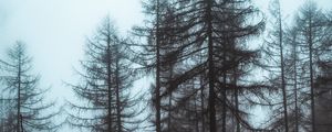 Preview wallpaper forest, fog, trees, pines, nature