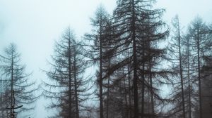 Preview wallpaper forest, fog, trees, pines, nature