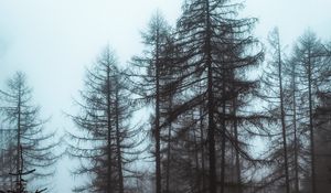 Preview wallpaper forest, fog, trees, pines, nature