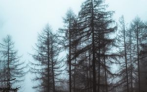 Preview wallpaper forest, fog, trees, pines, nature