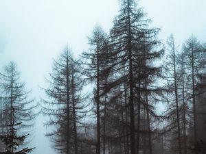 Preview wallpaper forest, fog, trees, pines, nature