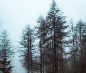 Preview wallpaper forest, fog, trees, pines, nature